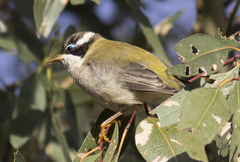Melithreptus gularis