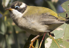 Melithreptus gularis