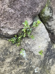 Rhododendron nakaharai