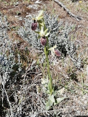 Ophrys exaltata
