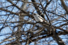 Sitta europaea albifrons