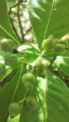 Psychotria antakaranensis image