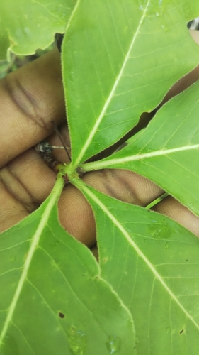 Psychotria antakaranensis image