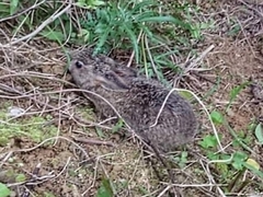 Lepus sinensis formosus