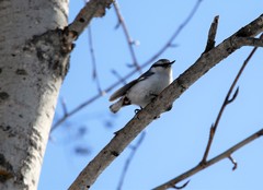 Sitta europaea albifrons