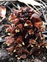 Kopsiopsis strobilacea