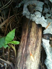 Ophiocordyceps nutans