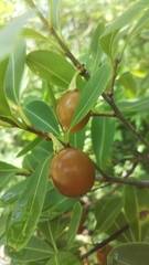 Erythroxylum sphaeranthum