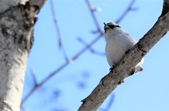 Sitta europaea albifrons