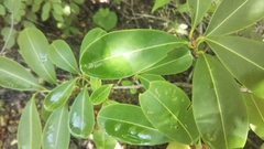 Erythroxylum sphaeranthum