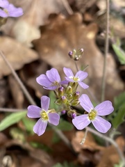 Arabidopsis arenosa arenosa