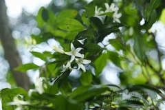 Murraya paniculata paniculata