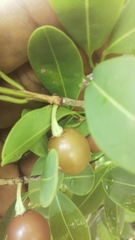 Erythroxylum sphaeranthum