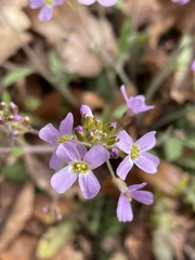 Arabidopsis arenosa arenosa