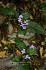 Pseuderanthemum latifolium