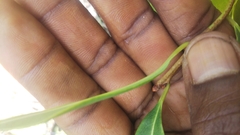 Erythroxylum sphaeranthum