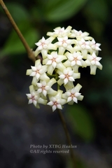 Hoya pottsii