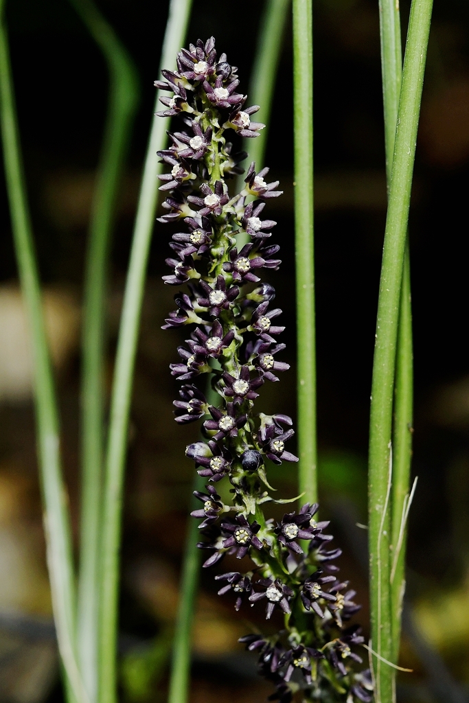 Peliosanthes sinica (Peliosanthes sinica)