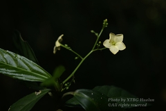 Trigonostemon bonianus