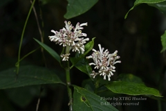 Chassalia curviflora