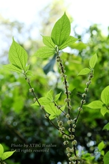 Oreocnide frutescens