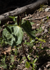 Trillium sessile
