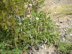 Grindelia chiloensis