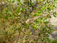 Larrea divaricata