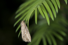 Mesocrapex punkikonis