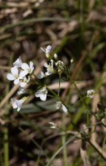 Cardamine dissecta