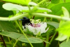 Amegilla violacea