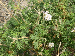 Junellia crithmifolia
