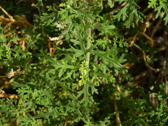 Junellia crithmifolia