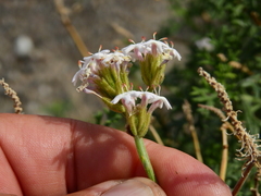 Junellia crithmifolia