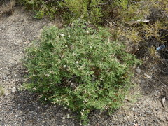 Junellia crithmifolia