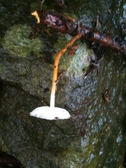 Strobilurus ohshimae