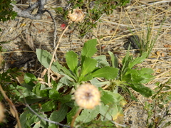 Grindelia chiloensis
