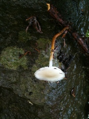 Strobilurus ohshimae