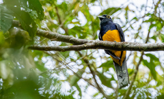 Trogon ramonianus
