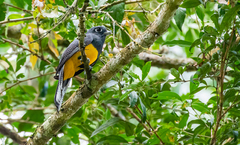 Trogon ramonianus