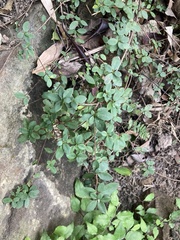 Rhododendron nakaharai