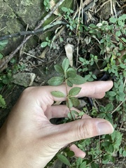 Rhododendron nakaharai