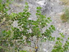 Larrea cuneifolia