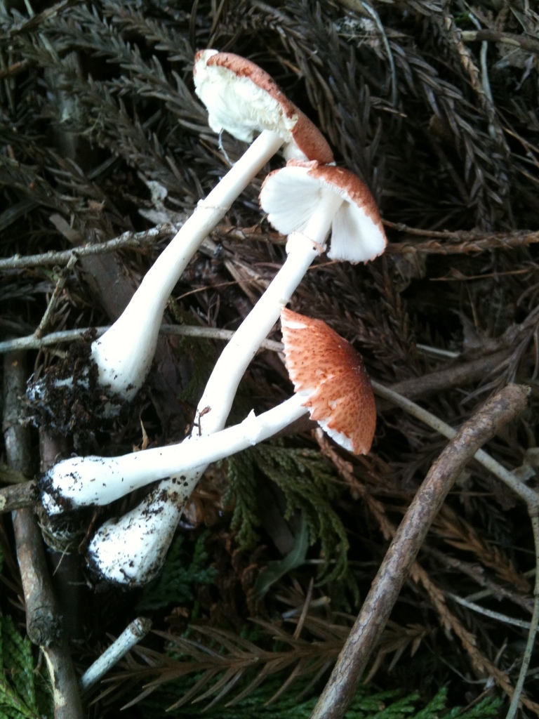 Leucoagaricus rubrotinctus · October 2012 · photo: © atsushi_nakajima_cirque (iNaturalist, cc-by)