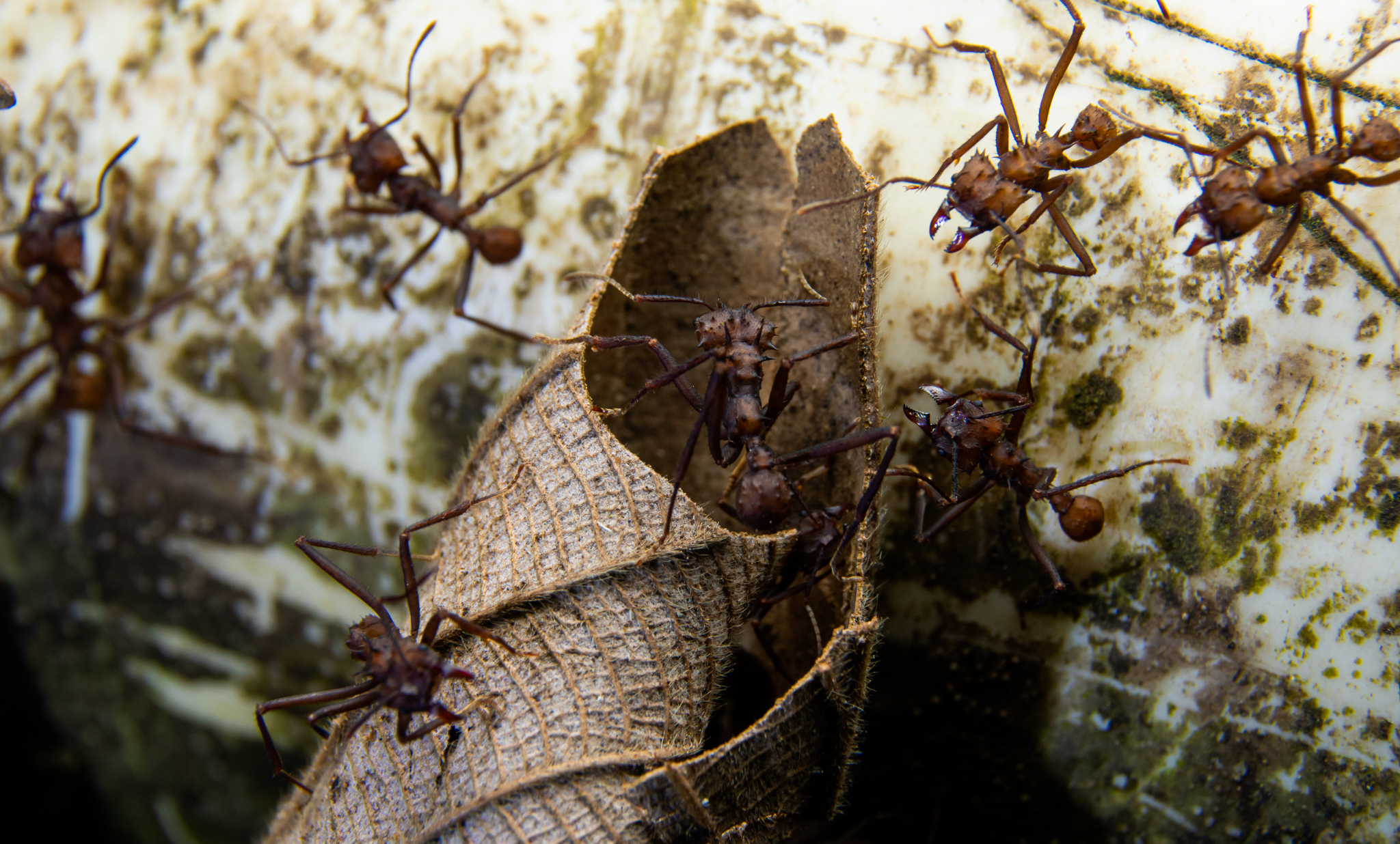 Acromyrmex hystrix