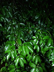 Protium heptaphyllum heptaphyllum