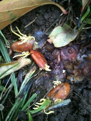 Penicilliopsis clavariiformis