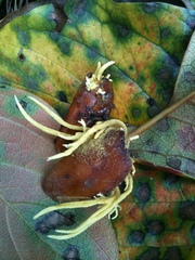 Penicilliopsis clavariiformis