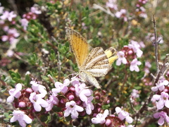 Isturgia limbaria
