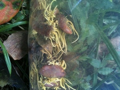 Penicilliopsis clavariiformis